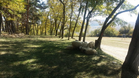 Hunting in Romania