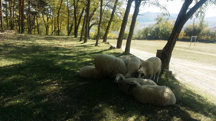 Hunting in Romania