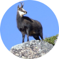 Hunting in Romania - Chamois