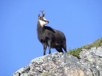 Hunting Chamois in Romania