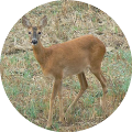 Hunting in Romania - Roe Deer