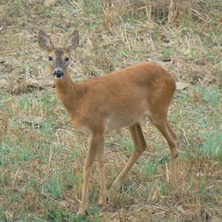 Hunting Roe Deer in Romania