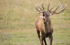Hunting Red DEER in Romania