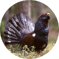 Hunting in Romania - Capercaille
