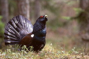 Hunting Capercaille in Romania