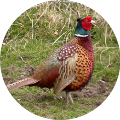 Hunting in Romania - Pheasant