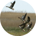 Hunting in Romania - Geese