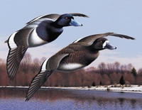 Hunting Geese in Romania