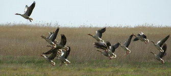 Hunting Geese in Romania