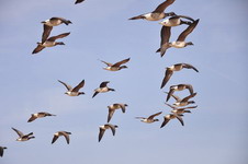 Hunting Geese in Romania