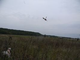 Hunting