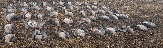 Hunting Geese in Romania