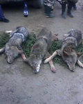 Hunting Wolf in Romania