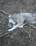 Hunting Wolf in Romania