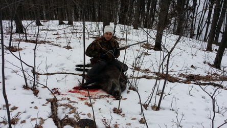 Hunting Wild Boar in Romania