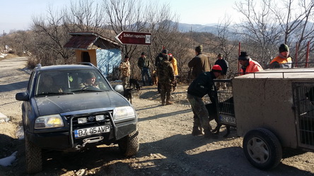 Hunting Wild Boar in Romania