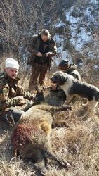 Hunting Wild Boar in Romania