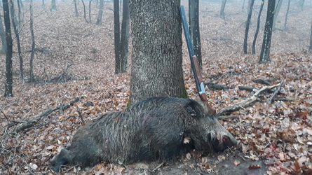 Hunting Wild Boar in Romania