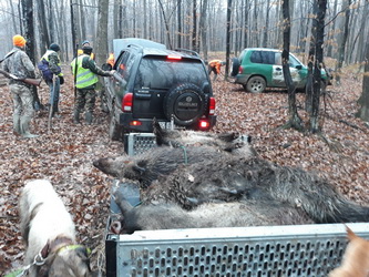 Hunting Wild Boar in Romania