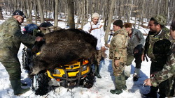 Hunting Wild Boar in Romania
