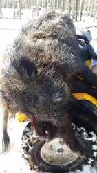 Hunting Wild Boar in Romania