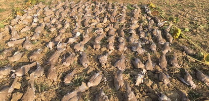 Hunting Pigeons in Romania