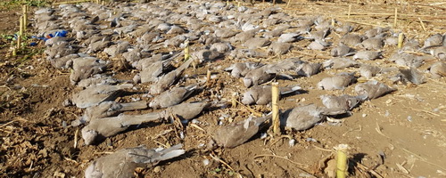 Hunting Pigeons in Romania