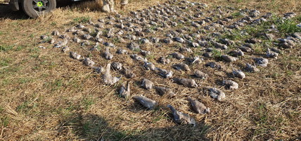 Hunting Pigeons in Romania