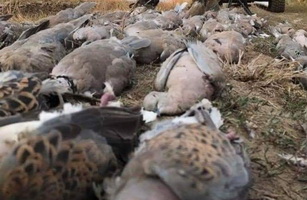 Hunting Pigeons in Romania
