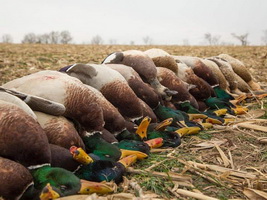 Hunting Ducks in Romania
