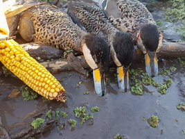 Hunting Ducks in Romania