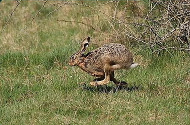 Hunting Rabbit in Romania