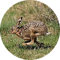 Hunting in Romania - Rabbit