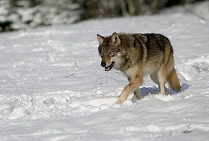 Hunting Wolf in Romania