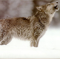 Hunting Wolf in Romania