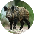 Hunting in Romania - Boar