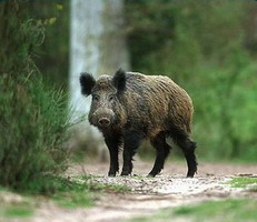 Hunting Wild Boar in Romania
