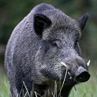Hunting Wild Boar in Romania