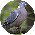 Hunting in Romania - Pigeons