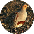Hunting in Romania - Partridge