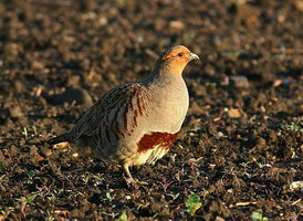Hunting Partridge in Romania