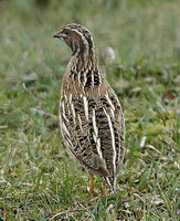 Hunting Quails in Romania