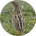 Hunting in Romania - Quails