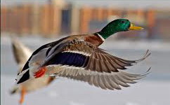 Hunting Ducks in Romania