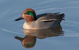 Hunting Ducks in Romania