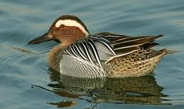 Hunting Ducks in Romania