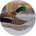 Hunting in Romania - Ducks