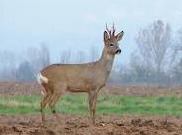 Hunting Roe Buck in Romania