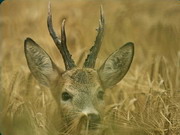 Hunting Roe Buck in Romania