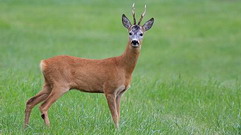 Hunting Roe Buck in Romania